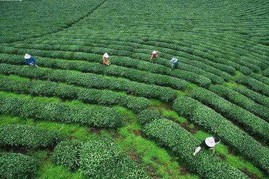 四川硒维康农业(硒维康价格)-硒宝网
