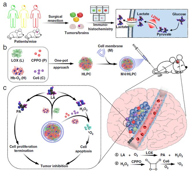 硒维康对胶质瘤(硒对胶质瘤的作用)-硒宝网