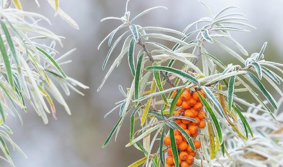 锌硒宝管啥用的（锌硒宝效果怎么样）-硒宝网