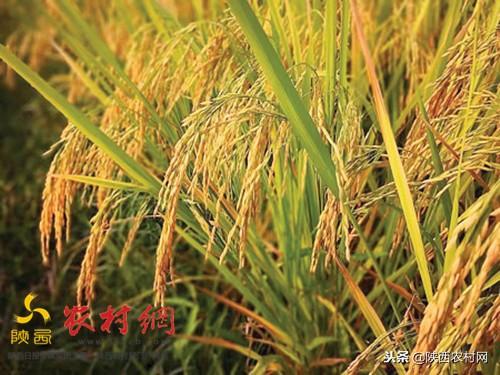 陕西富硒大米加工厂家（陕北富硒大米）-硒宝网