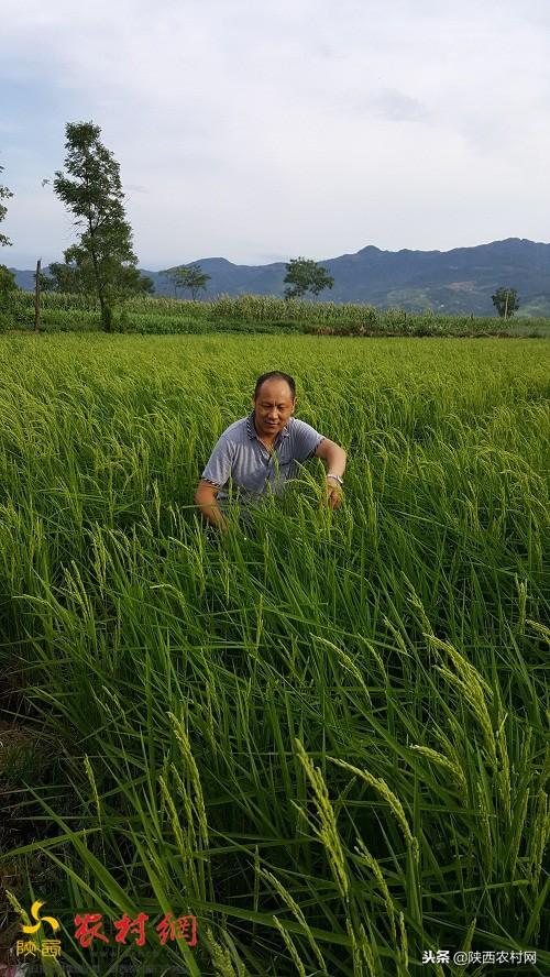 陕西富硒大米加工厂家（陕北富硒大米）-硒宝网