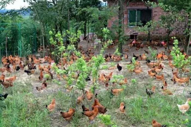 邵阳县有机富硒大米资源（富硒大米生产技术）-硒宝网