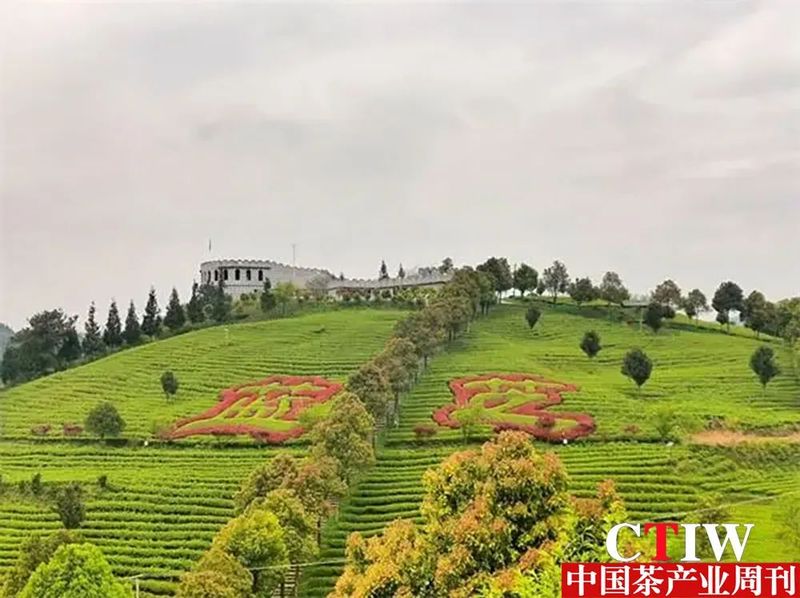 开阳哪里有富硒茶卖的（开阳富硒茶园）-硒宝网