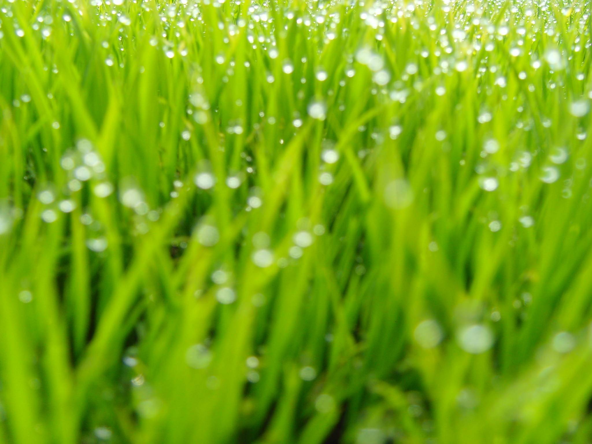 吉林富硒大米收购(吉林富硒米多少钱一斤)-硒宝网