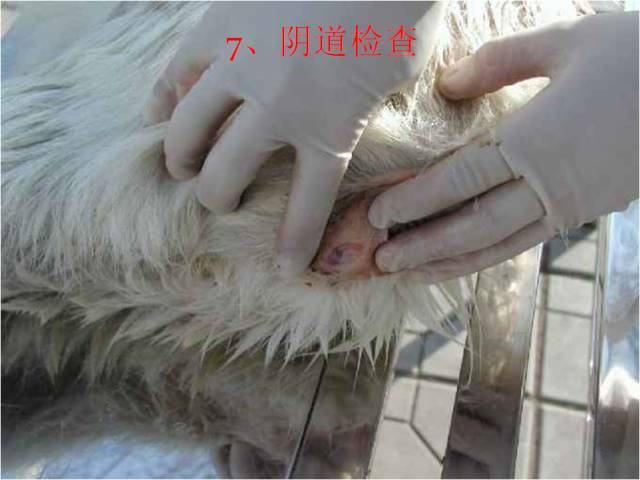 补硒能减皮下脂肪吗（脂肪能补钙吗）-硒宝网