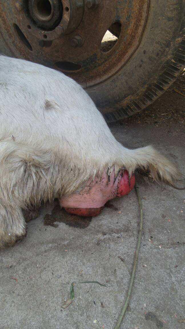 补硒能减皮下脂肪吗（脂肪能补钙吗）-硒宝网