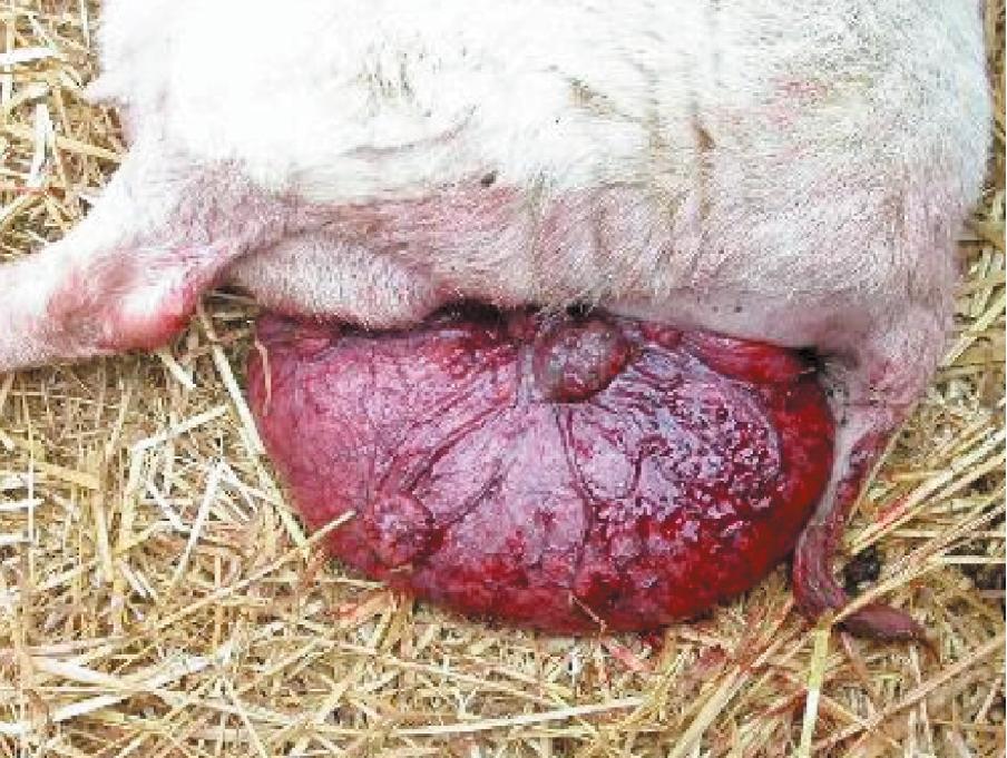 补硒能减皮下脂肪吗（脂肪能补钙吗）-硒宝网