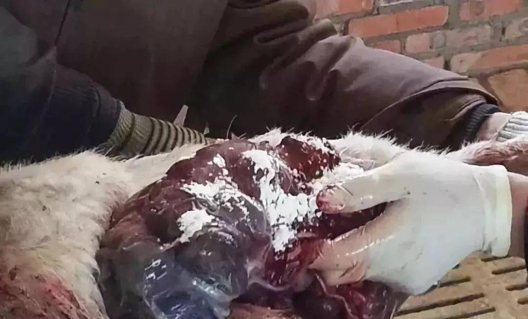 补硒能减皮下脂肪吗（脂肪能补钙吗）-硒宝网