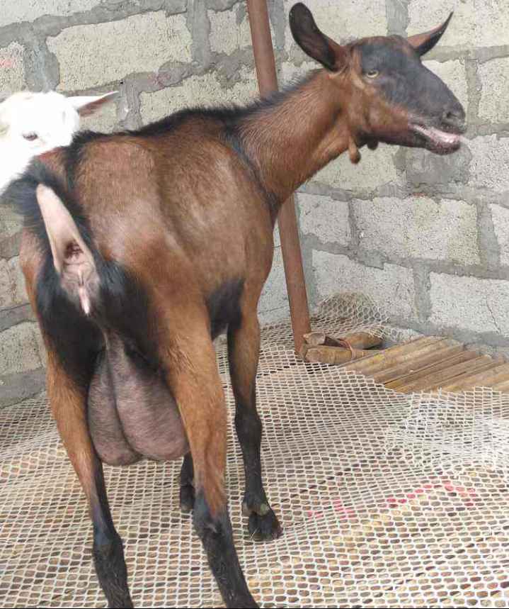 补硒能减皮下脂肪吗（脂肪能补钙吗）-硒宝网