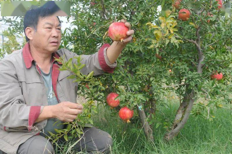 富硒农产品生意怎么样（富硒生态农业）-硒宝网