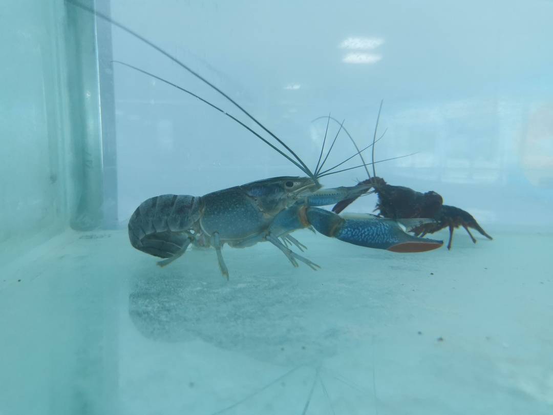 邵阳县有机富硒大米加工（富硒大米生产技术）-硒宝网