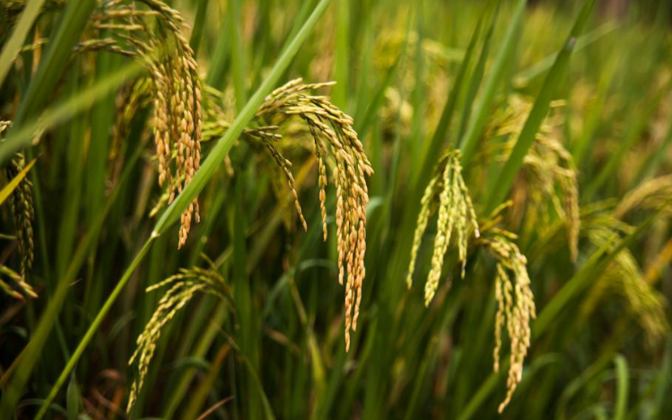 明月山富硒大米怎么样（明月山米厂）-硒宝网