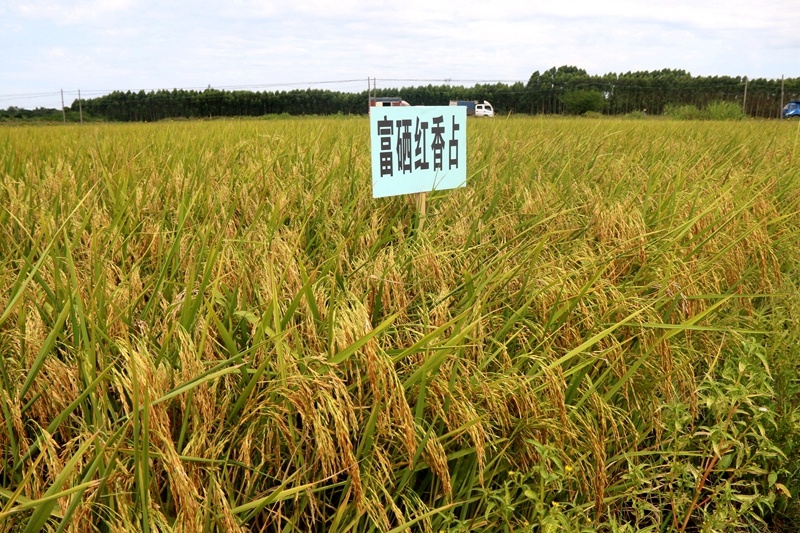 富硒农产品方案（农用富硒）-硒宝网