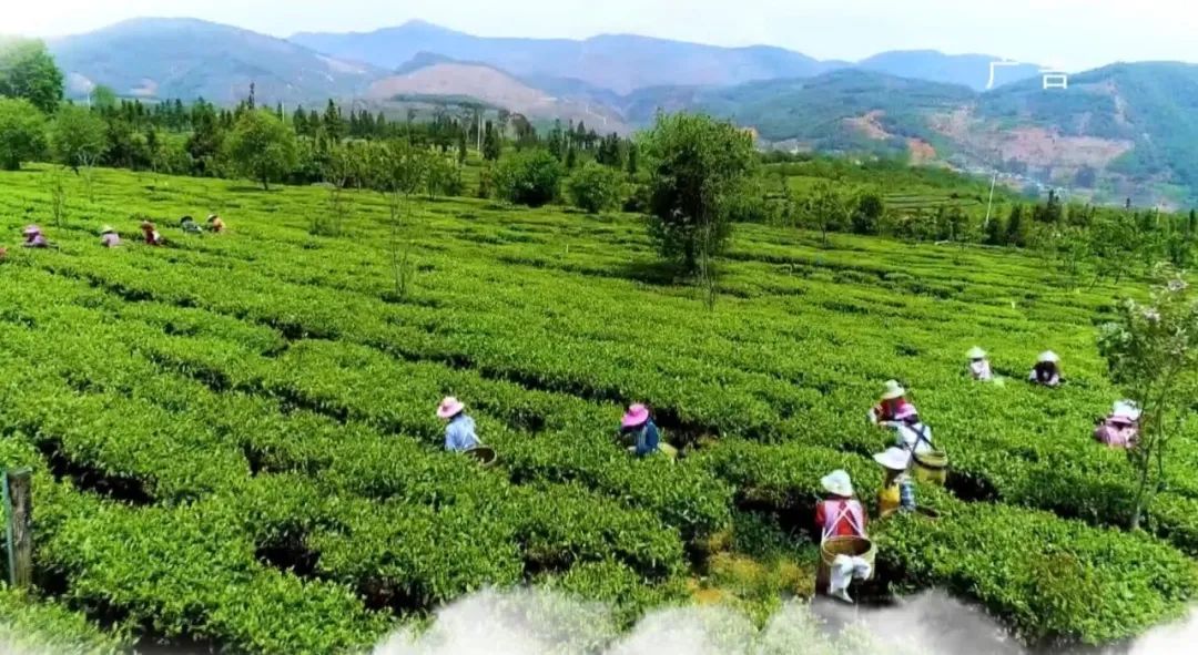 富硒茶的生产技术（富硒茶产品的市场分析）-硒宝网