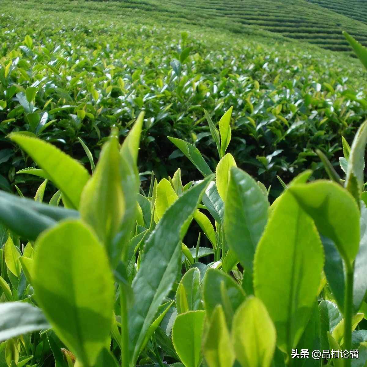 富硒茶的生产技术（富硒茶产品的市场分析）-硒宝网