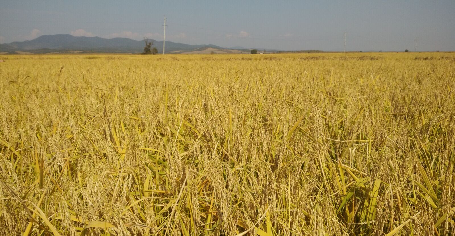 哪的富硒大米最好(富硒的大米)-硒宝网