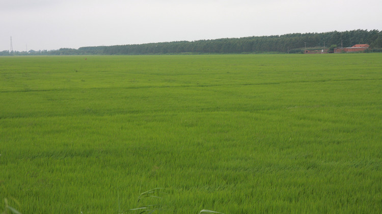 哪的富硒大米最好(富硒的大米)-硒宝网