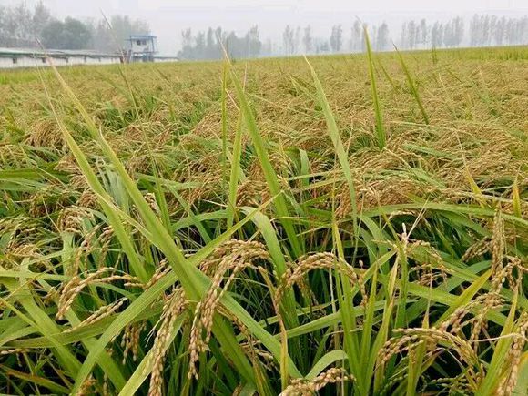 哪的富硒大米最好(富硒的大米)-硒宝网