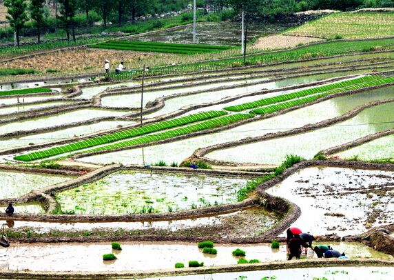 哪的富硒大米最好(富硒的大米)-硒宝网