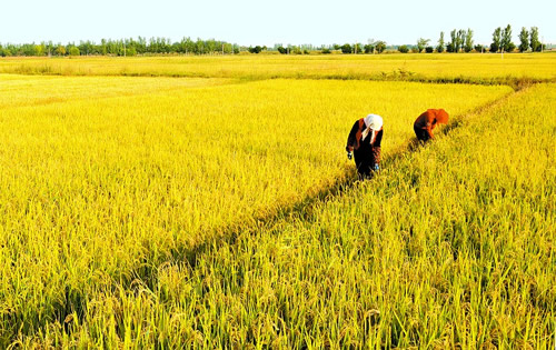 哪的富硒大米最好(富硒的大米)-硒宝网
