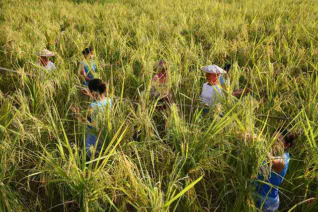 哪的富硒大米最好(富硒的大米)-硒宝网