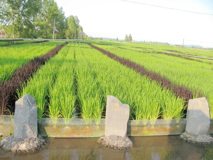 哪的富硒大米最好(富硒的大米)-硒宝网