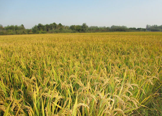 哪的富硒大米最好(富硒的大米)-硒宝网