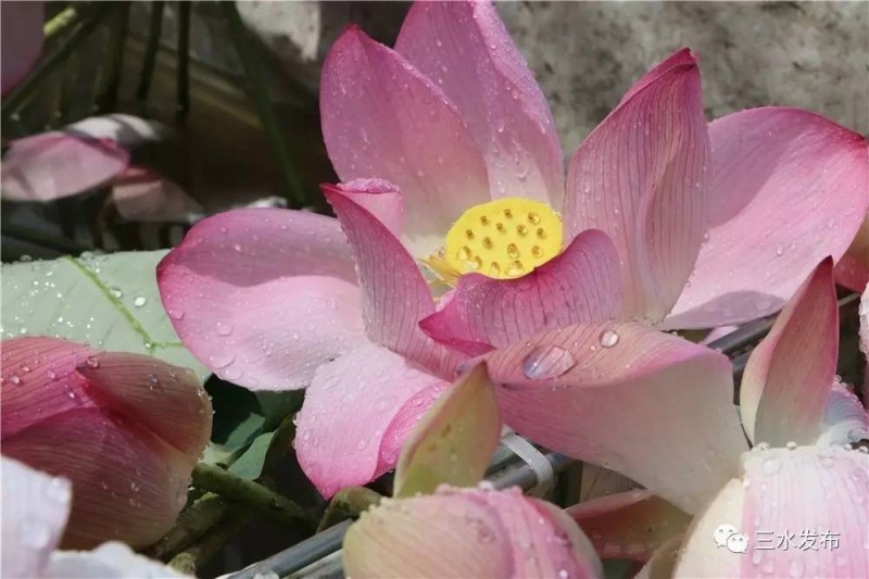 富硒水果评测（富硒水果前十名）-硒宝网