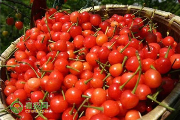 平度市富硒水果萝卜箱子(富硒水果萝卜礼盒)-硒宝网