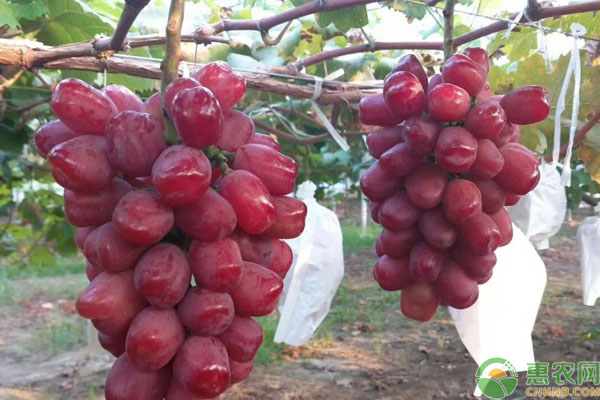 平度市富硒水果萝卜箱子(富硒水果萝卜礼盒)-硒宝网