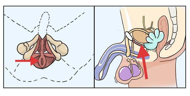 补硒能否提高性功能（能否补性功能提高硒元素）-硒宝网