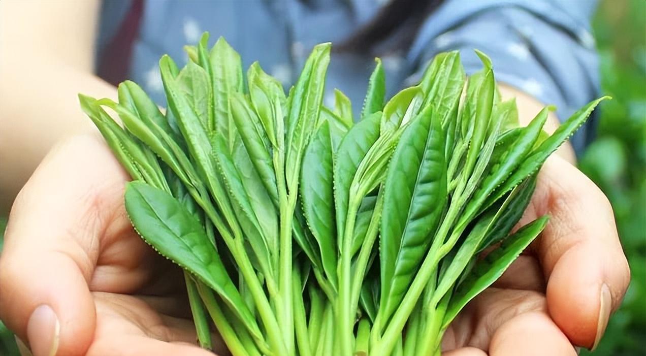 醇香的恩施富硒茶价格(湖北恩施富硒茶叶)-硒宝网