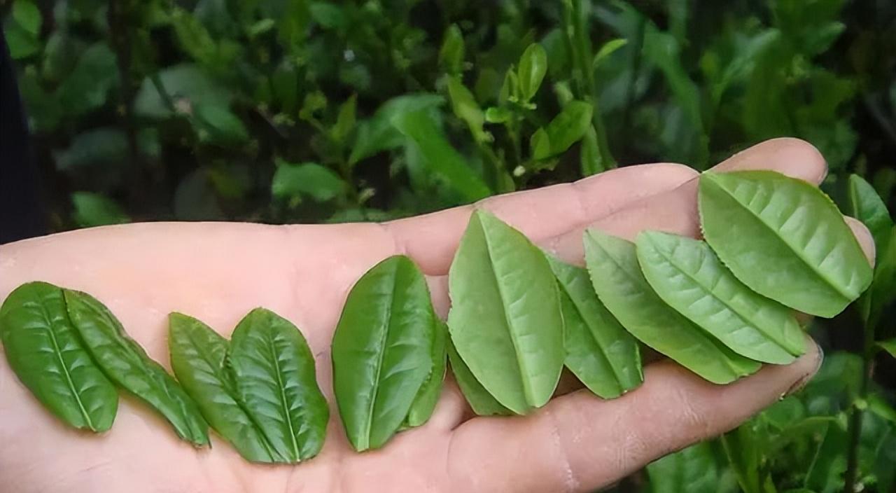 醇香的恩施富硒茶价格(湖北恩施富硒茶叶)-硒宝网