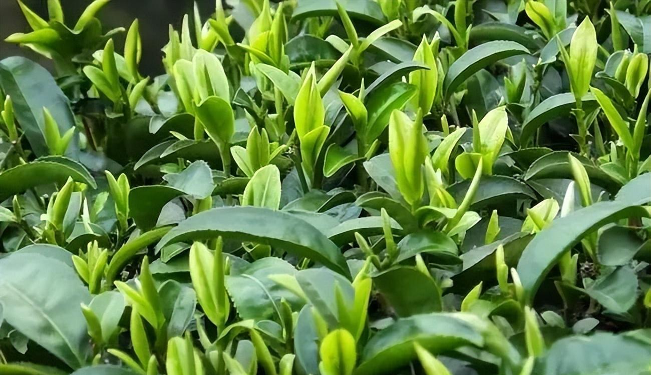 醇香的恩施富硒茶价格(湖北恩施富硒茶叶)-硒宝网