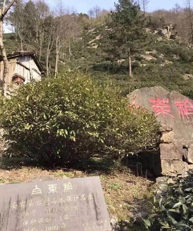 醇香的恩施富硒茶价格(湖北恩施富硒茶叶)-硒宝网