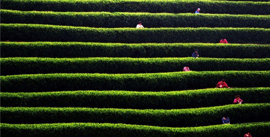 醇香的恩施富硒茶价格(湖北恩施富硒茶叶)-硒宝网