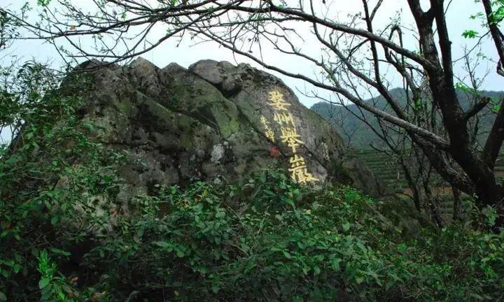 醇香的恩施富硒茶价格(湖北恩施富硒茶叶)-硒宝网