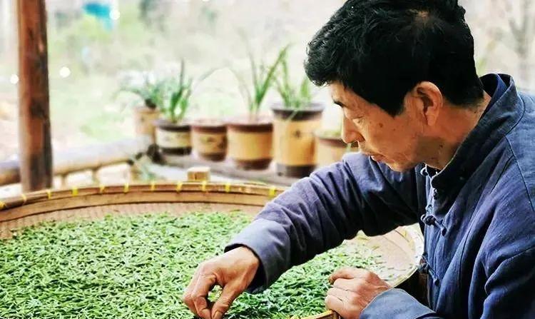 醇香的恩施富硒茶价格(湖北恩施富硒茶叶)-硒宝网