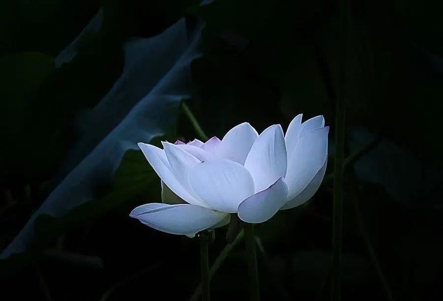 醇香的恩施富硒茶价格(湖北恩施富硒茶叶)-硒宝网