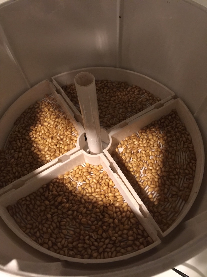 麦芽硒片富硒补硒吗（硒麦芽片对身体有害吗）-硒宝网