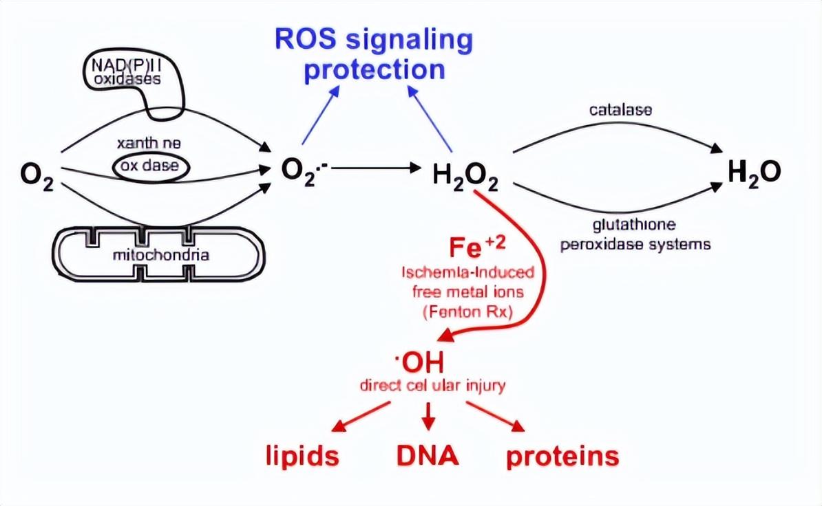 含硒产品检测（硒含量检测仪器）-硒宝网