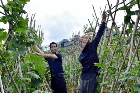 高产富硒地瓜品种(高产地瓜品种富硒有哪些)-硒宝网
