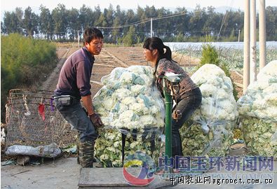 高产富硒地瓜品种(高产地瓜品种富硒有哪些)-硒宝网
