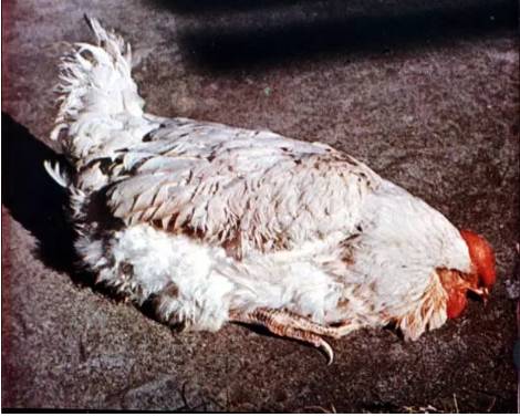 怎么补铜和硒元素（铜和硒对人体的作用）-硒宝网