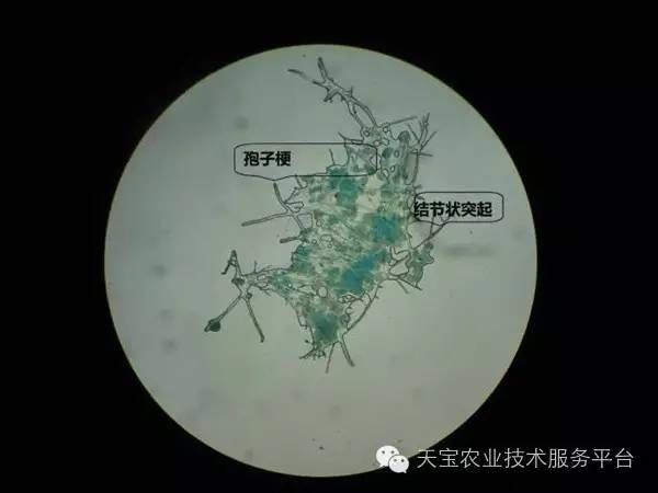 怎么补铜和硒元素（铜和硒对人体的作用）-硒宝网
