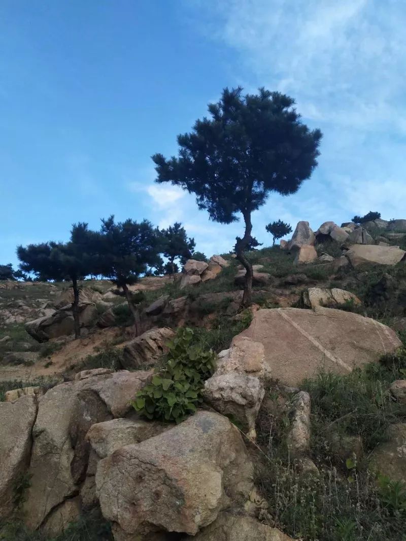 锌硒宝片 头发（锌硒宝片补头发吗）-硒宝网