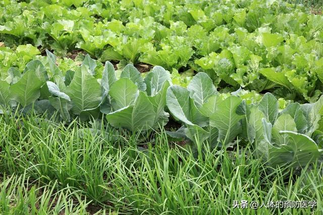 吃锌硒宝片上火（锌吃了会上火吗）-硒宝网