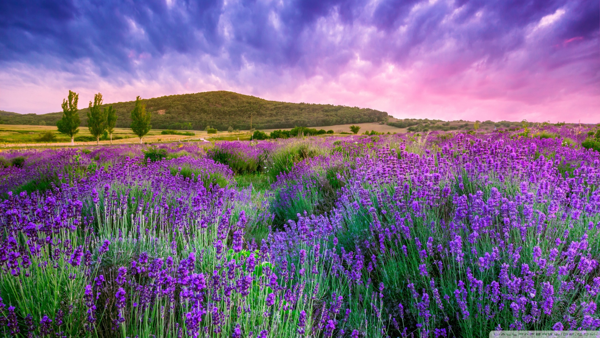 锌硒宝片60片（锌硒宝片多少钱一瓶）-硒宝网