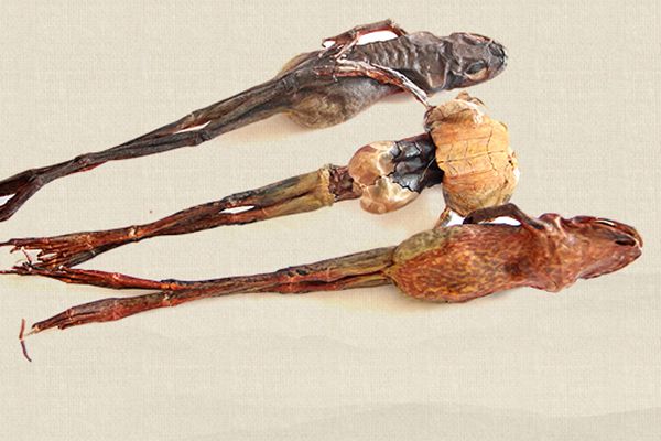 锌硒宝片体黄金(锌黄金片体宝硒含量多少)-硒宝网