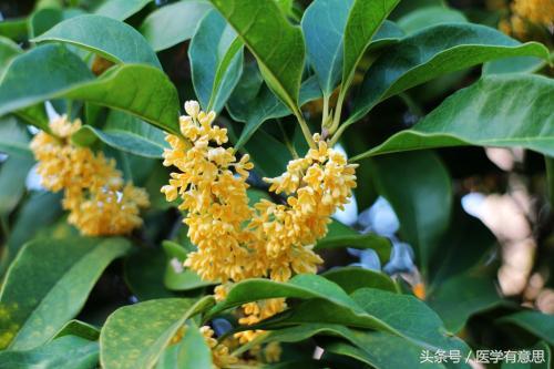 锌硒宝能泡酒吗(锌硒宝能喝酒吗)-硒宝网